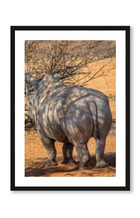 Close up photo of a white rhinoceros, rhino butts, wildlife safari and game drive in Namibia, Africa