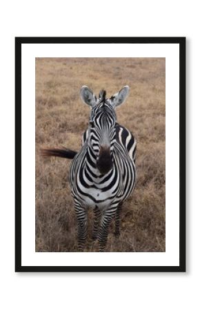 Zebra in the wild, safari Tanzania