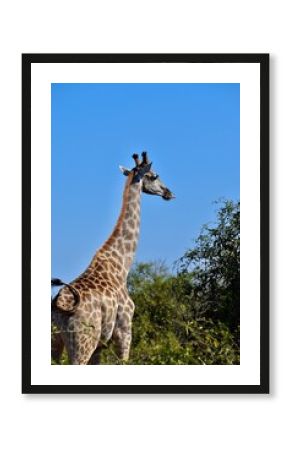 Nature´s comedian