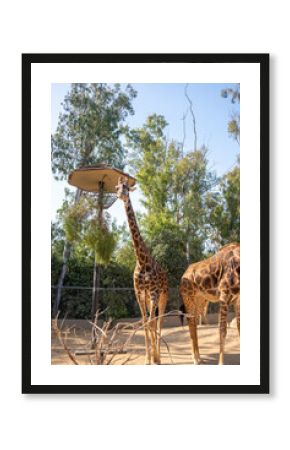 Baby giraffe and Giraffes a a zoo.