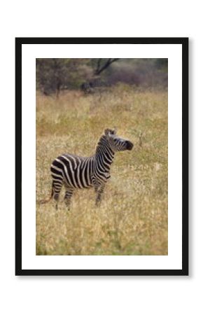 Zebra enjoying the savannah wind