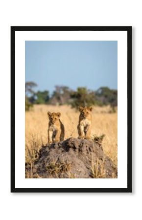 Two lion cubs on a termite mound (2)