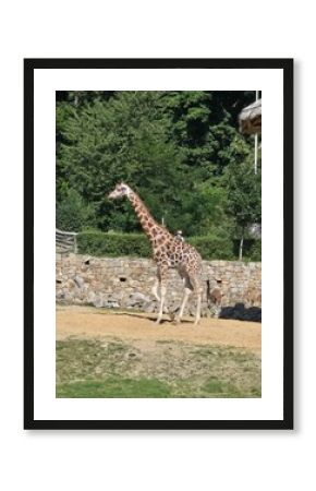 giraffe in the zoo