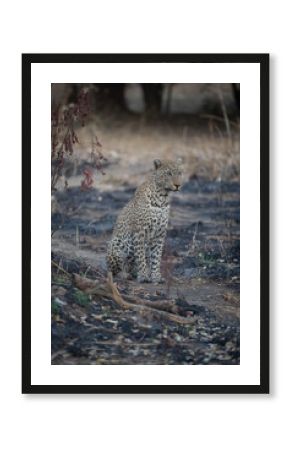 Male leopard sits staring amongst burnt grass