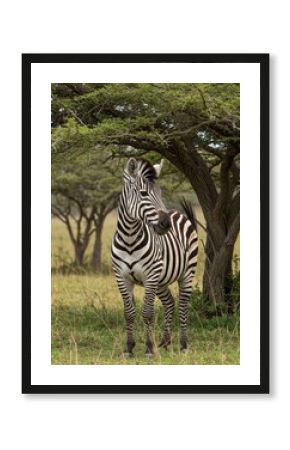 Close-up of a zebra in the Serengeti, showcasing its bold black and white stripes. A timeless portrait of Africa’s most iconic grazer. 
