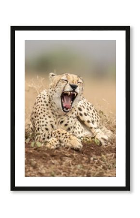 The cheetah (Acinonyx jubatus) is a large cat and the fastest land animal