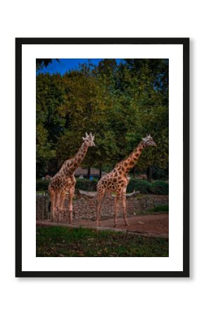 giraffe in the zoo