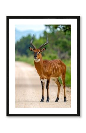 Elegant reddish brown antelope stands on dirt road, looking towards viewer