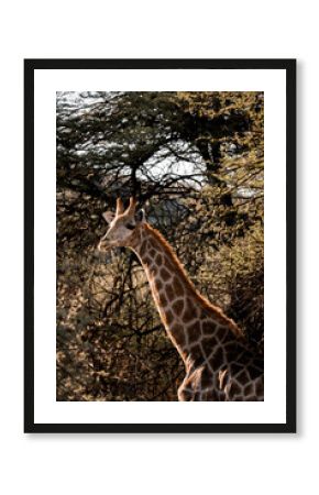 Giraffe standing among dense bushes in warm afternoon light
