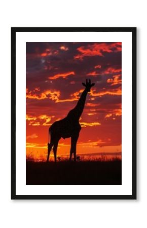 Silhouette of a Majestic Giraffe Against a Vibrant Sunset in the African Savannah
