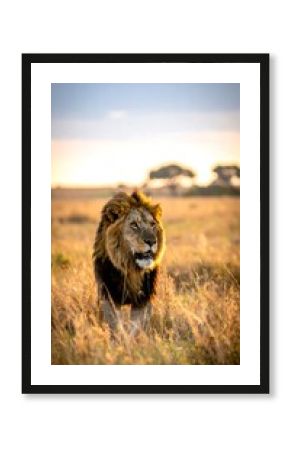 A majestic male lion walks through tall, golden grass against a soft, warm, hazy backdrop