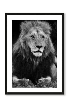 Black and white portrait of a male lion