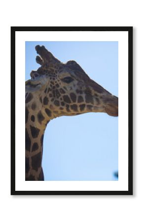 retrato de jirafa