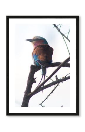 Lilac Breasted Roller perched on a tree in the Kruger National Park Safari in South Africa