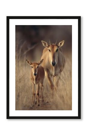 Mother antelope leads her young one through tall grasses in the wild