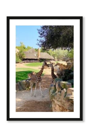 giraffe in the zoo. Giraffe. Summer. Brown. Spots. Zoo. Animals. Giraffe family. Giraffes kissing. Animal world