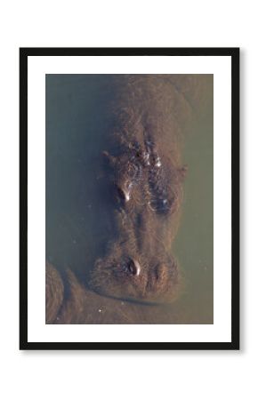 Hippo (Hippopotamus amphibius) in river. Taken in Kruger National Park, South Africa.