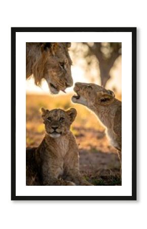 Close-up of a lion family, with a male lion nuzzling a cub while another cub appears to roar. Warm light