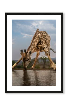 The southern giraffe (Giraffa giraffa), also known as two-horned giraffe, is a species of giraffe native to Southern Africa