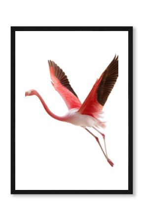 Flying Flamingo with Pink and Black Feathers in Natural Habitat