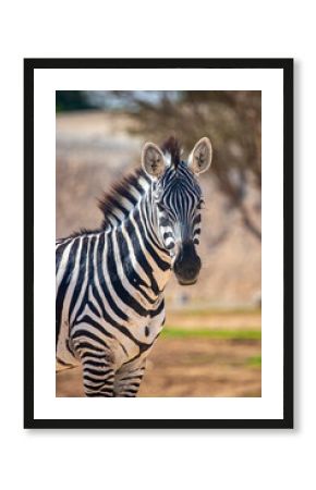 Close up portrait of a zebra standing outdoors in a natural wildlife setting