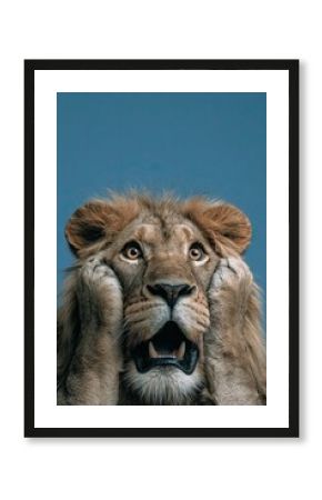 Lion face. Open mouth. Surprise, shock, paws on head on a solid colored background. Space for text