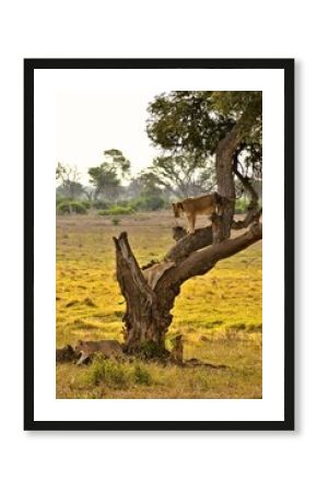 Lion, Lioness and their cubs in the African Savanna. Tsavo East National Park, Kenya