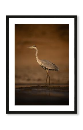 Grey heron stands on mudflats leaning forward
