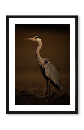 Grey heron stands on riverbank with catchlight