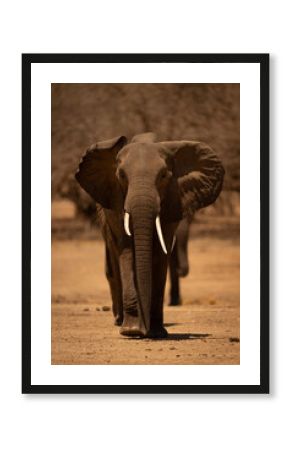 Line of African elephants walking towards camera