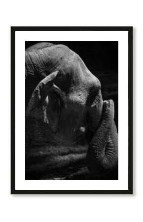 black and white elephant