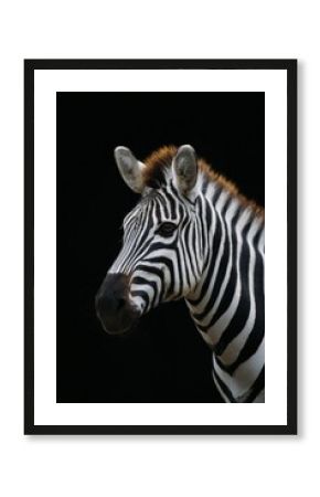 Close-up portrait of a zebra against a black background