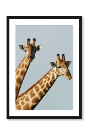 Two Giraffes photographed in Namibia
