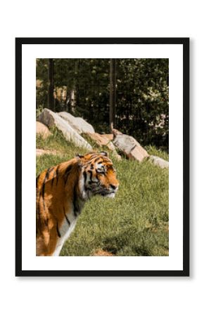 tiger chilling in the sun