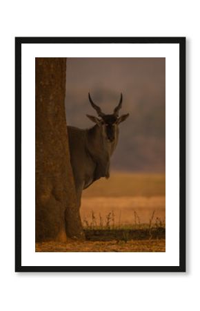 Male common eland peeping out behind tree