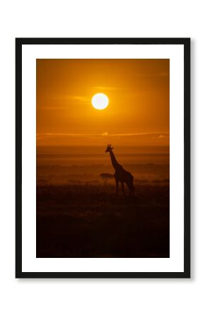 Giraffe at sunrise in Africa
