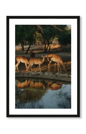 Impala antelopes at sunset light in Namibia
