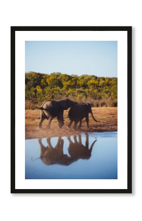 Elephants playing near a waterhole in Africa around the hwange nationalpark in Zimbabwe with golden evening light 