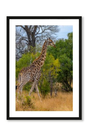 South Africa, giraffe