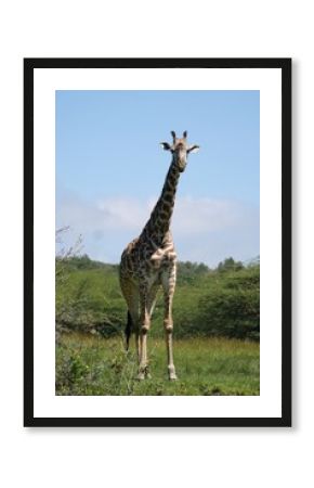 Giraffe in Arusha National Park, Tanzania