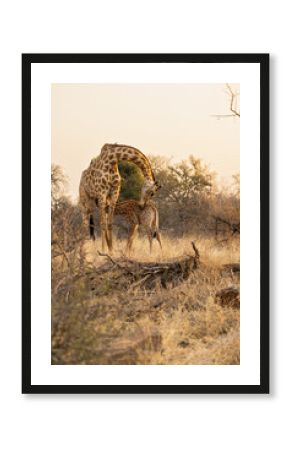 A Baby Giraffe Suckles From its Mother in the South African Bush at Sunset