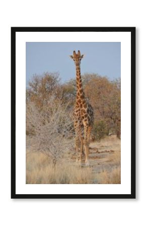 wild giraffe in savanna , Botswana ,Africa