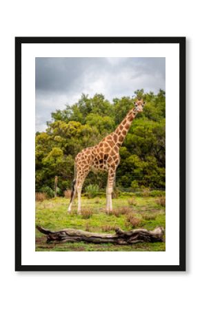 giraffe in the zoo