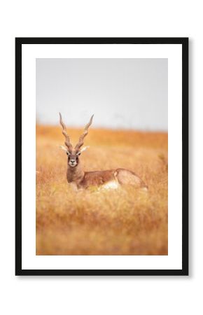 Black buck resting in a forest
