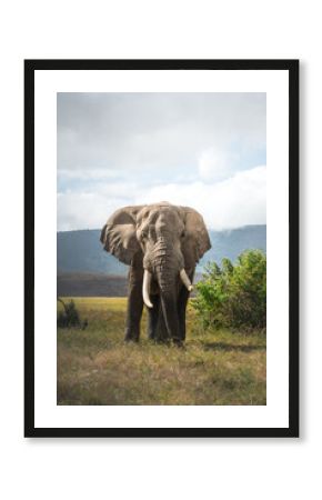 Isolated large adult male elephant (Elephantidae) at grassland conservation area of Ngorongoro crater. Wildlife safari concept. Tanzania. Africa