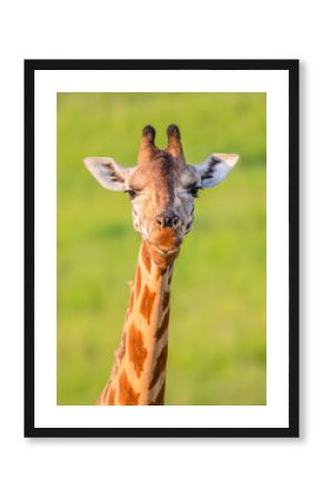 Portrait of Rothschild's giraffe. Murchison Falls National Park. Uganda, Africa
