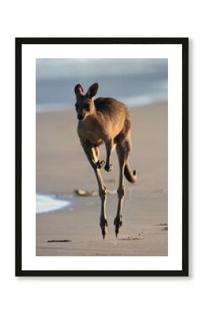 Jumping kangaroo on the beach in Australia