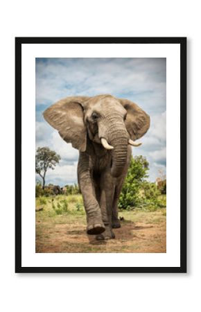 Portrait of an adult elephant in Bela Bela, Limpopo