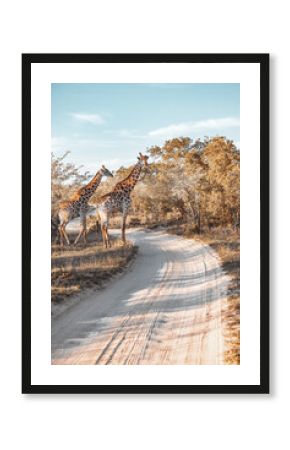 Giraffes of South Africa