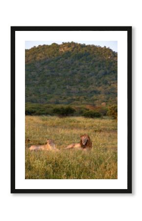 Lion male and female pairing during sunset in South Africa Thanda Game reserve Kwazulu Natal. savannah bush with Lion male and female pairing 